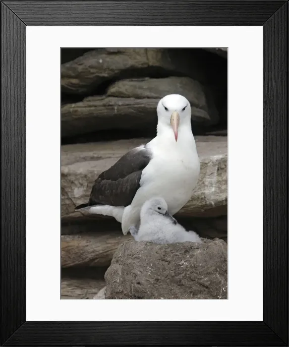 Framed Print : Picture No. 10884816 Framed Print : Picture No. 10884816