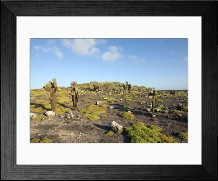Framed Print : Picture No. 10884928 Framed Print : Picture No. 10884928