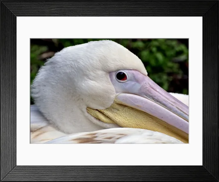 Framed Print : Picture No. 10884157 Framed Print : Picture No. 10884157