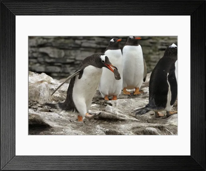 Framed Print : Picture No. 10884451 Framed Print : Picture No. 10884451