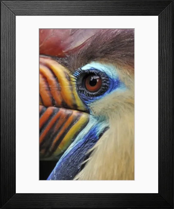 Framed Print : Picture No. 10884150 Framed Print : Picture No. 10884150