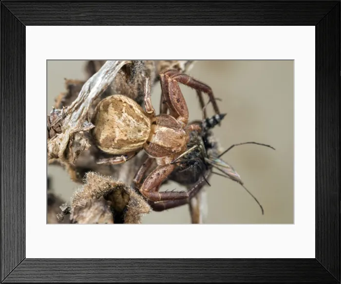 Framed Print : Picture No. 10884159 Framed Print : Picture No. 10884159