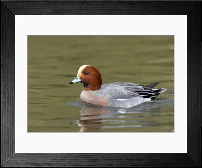 Framed Print : Picture No. 10883934 Framed Print : Picture No. 10883934