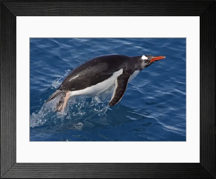 Framed Print : Picture No. 10884448 Framed Print : Picture No. 10884448