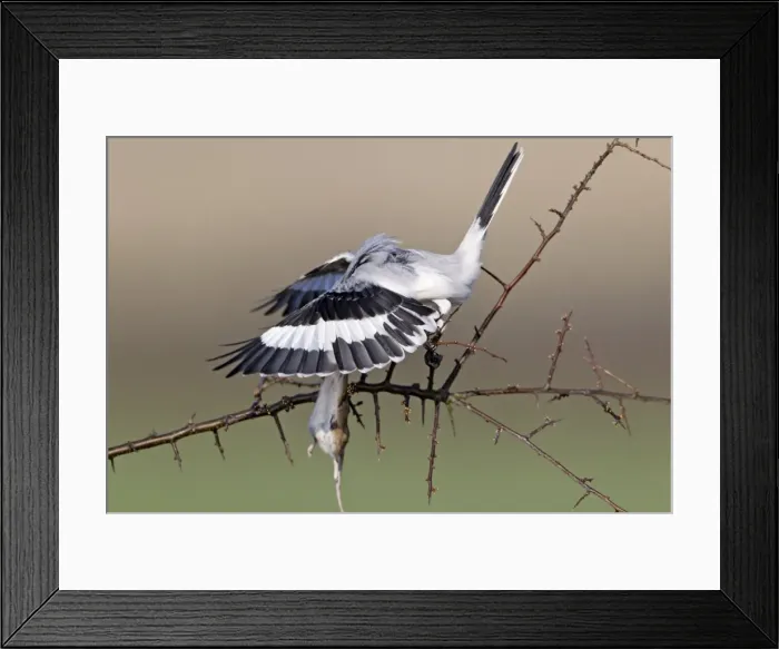 Framed Print : Picture No. 10884386 Framed Print : Picture No. 10884386