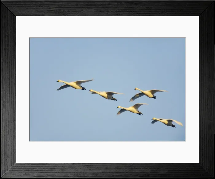 Framed Print : Picture No. 10883947