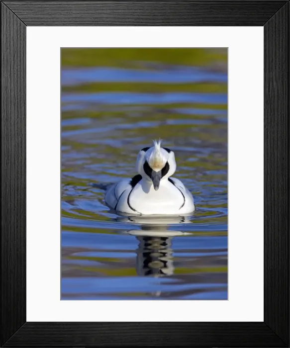 Framed Print : Picture No. 10883943 Framed Print : Picture No. 10883943