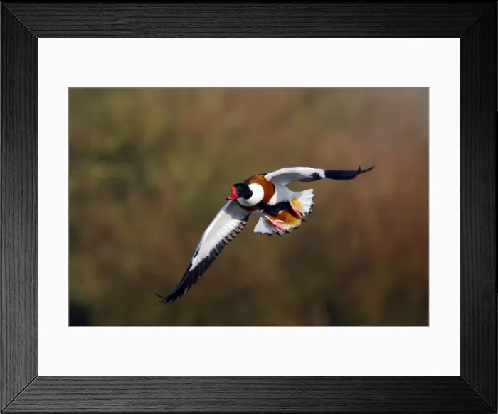Framed Print : Picture No. 10883953
