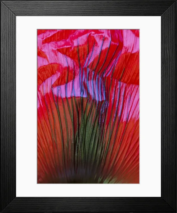 Framed Print : Picture No. 10884432 Framed Print : Picture No. 10884432