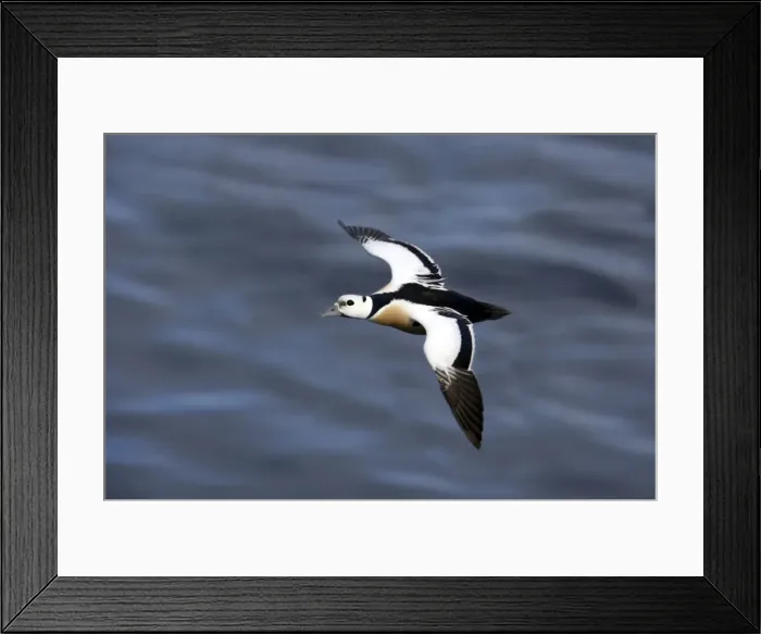 Framed Print : Picture No. 10883916 Framed Print : Picture No. 10883916