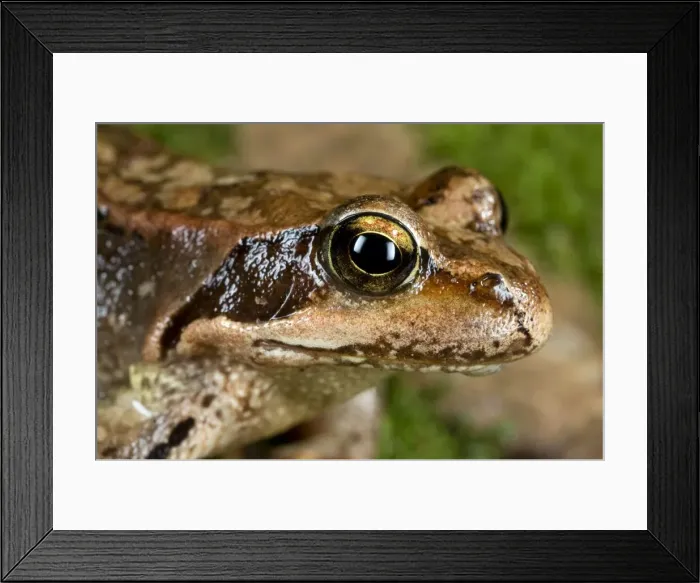 Framed Print : Picture No. 10884170 Framed Print : Picture No. 10884170