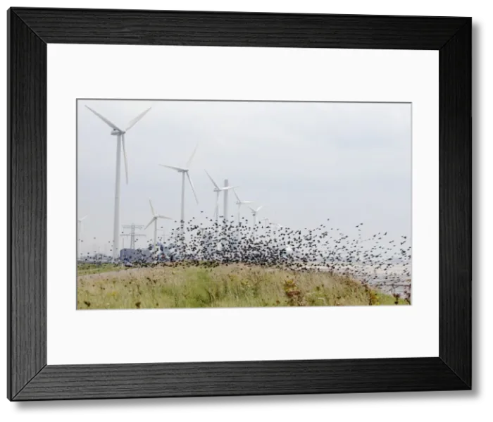Framed Print : Picture No. 10884137 Framed Print : Picture No. 10884137