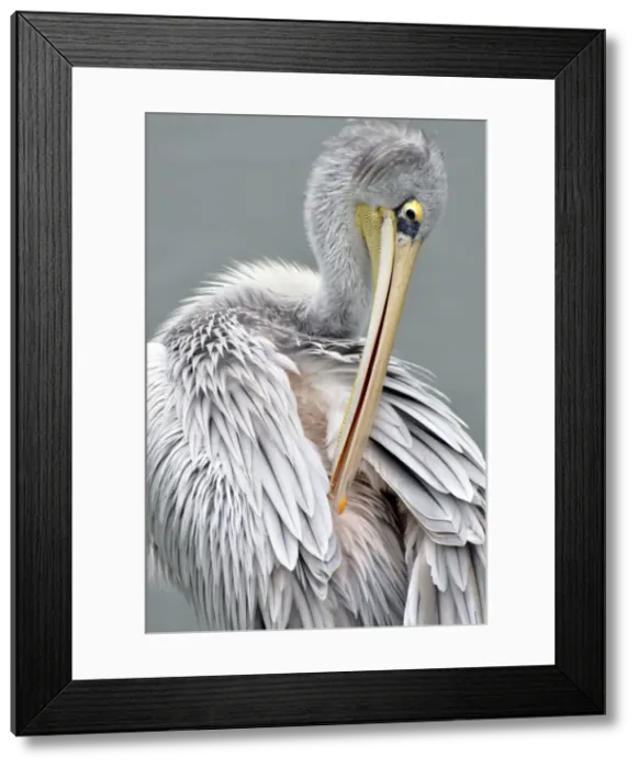 Framed Print : Picture No. 10884156 Framed Print : Picture No. 10884156