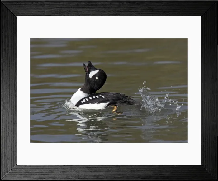 Framed Print : Picture No. 10883938 Framed Print : Picture No. 10883938