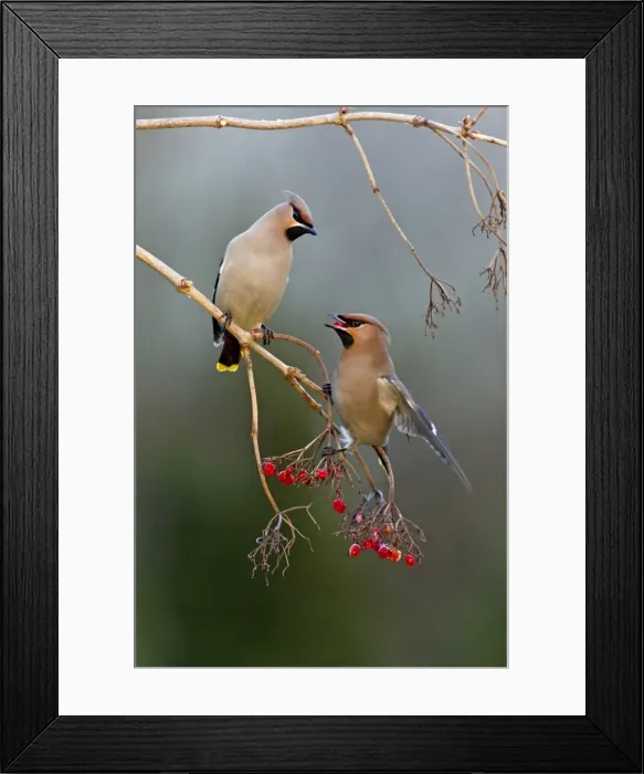 Framed Print : Picture No. 10884406 Framed Print : Picture No. 10884406
