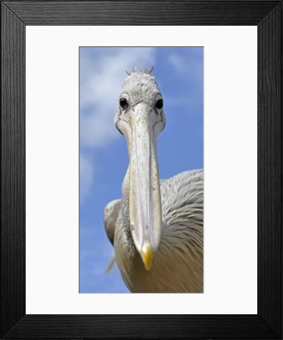 Framed Print : Picture No. 10884153 Framed Print : Picture No. 10884153