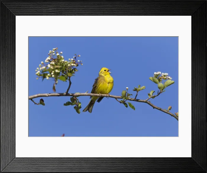Framed Print : Picture No. 10884407 Framed Print : Picture No. 10884407