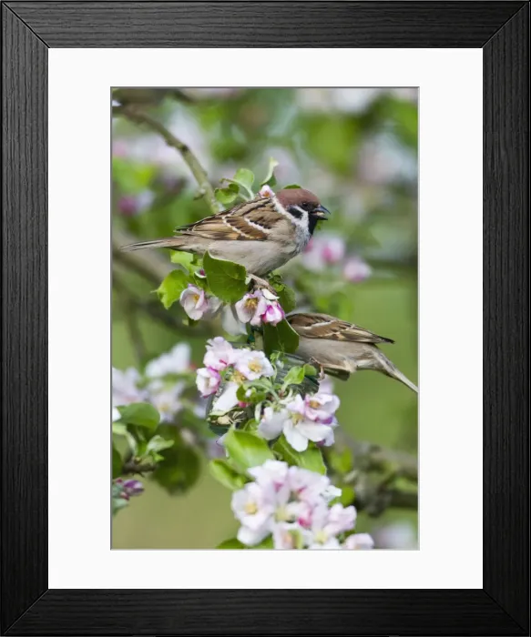 Framed Print : Picture No. 10884395 Framed Print : Picture No. 10884395
