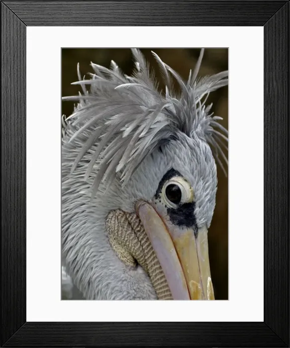 Framed Print : Picture No. 10884152 Framed Print : Picture No. 10884152