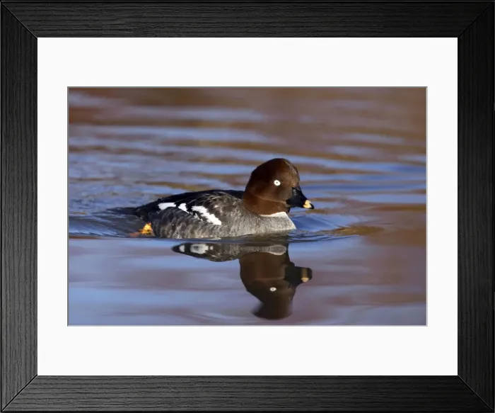 Framed Print : Picture No. 10883958