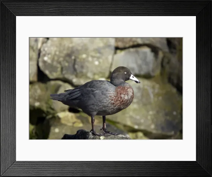 Framed Print : Picture No. 10883931