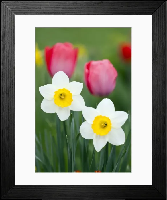 Framed Print : Picture No. 10884428 Framed Print : Picture No. 10884428