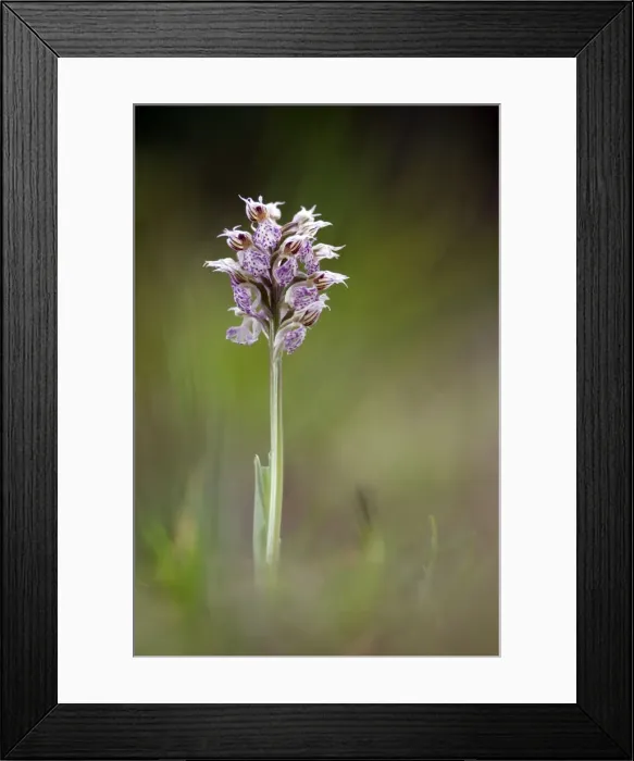 Framed Print : Picture No. 10884230 Framed Print : Picture No. 10884230