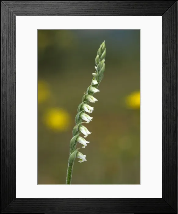 Framed Print : Picture No. 10884213 Framed Print : Picture No. 10884213