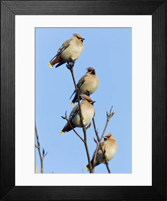 Framed Print : Picture No. 10884402 Framed Print : Picture No. 10884402