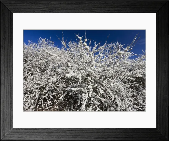 Framed Print : Picture No. 10884435 Framed Print : Picture No. 10884435