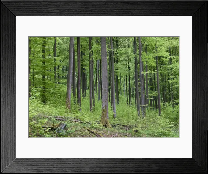 Framed Print : Picture No. 10884413 Framed Print : Picture No. 10884413