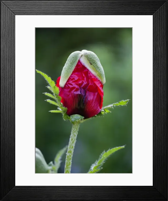 Framed Print : Picture No. 10884431 Framed Print : Picture No. 10884431