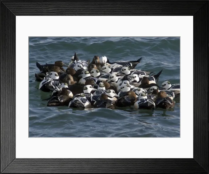 Framed Print : Picture No. 10883912 Framed Print : Picture No. 10883912