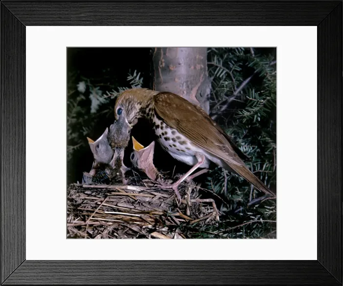 Framed Print : Picture No. 10880636