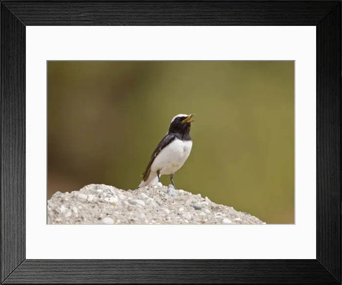 Framed Print : Picture No. 10876400 Framed Print : Picture No. 10876400