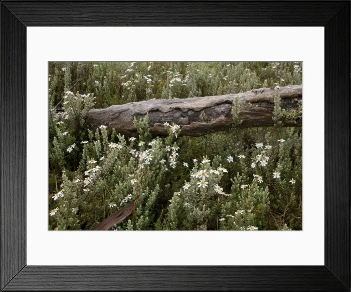 Framed Print : Picture No. 10758656 Framed Print : Picture No. 10758656