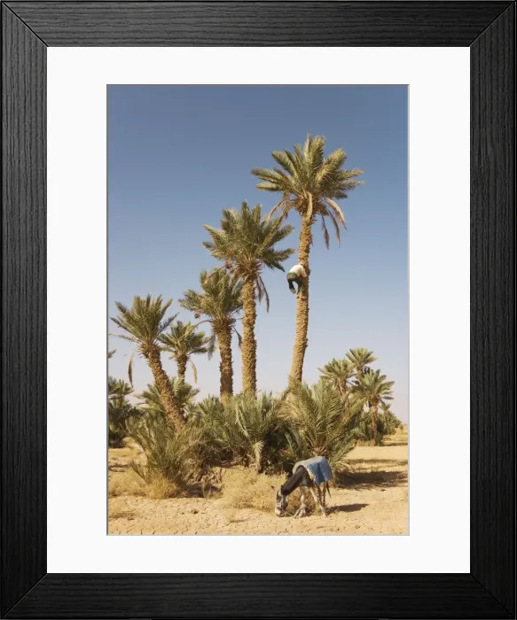 Framed Print : Picture No. 10761388 Framed Print : Picture No. 10761388