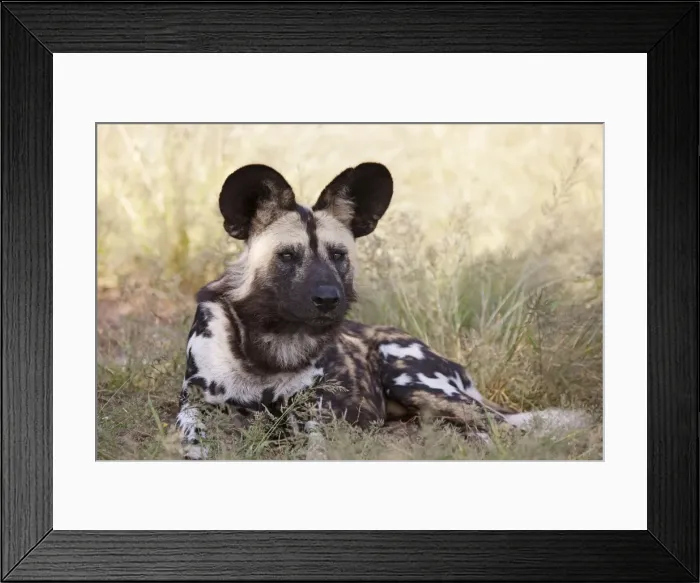 Framed Print : Picture No. 10761379 Framed Print : Picture No. 10761379