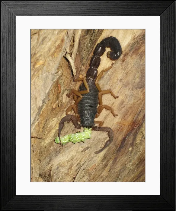 Framed Print : Picture No. 10761380 Framed Print : Picture No. 10761380