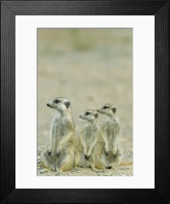 Framed Print : Picture No. 10761565