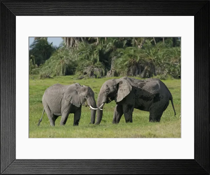 Framed Print : Picture No. 10895664 Framed Print : Picture No. 10895664