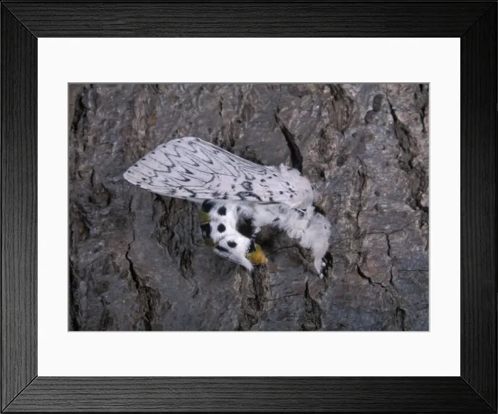 Framed Print : Picture No. 10895992