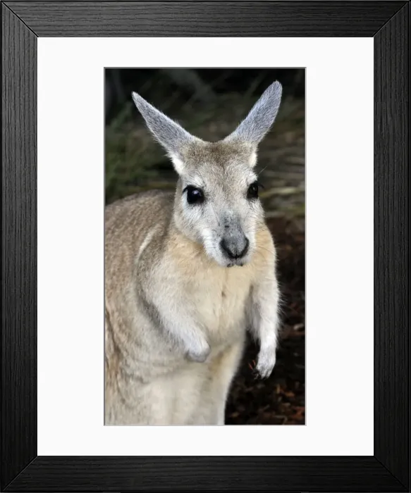 Framed Print : Picture No. 10894897 Framed Print : Picture No. 10894897