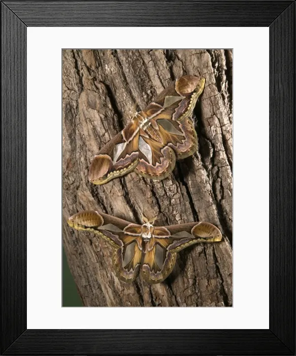 Framed Print : Picture No. 10896085