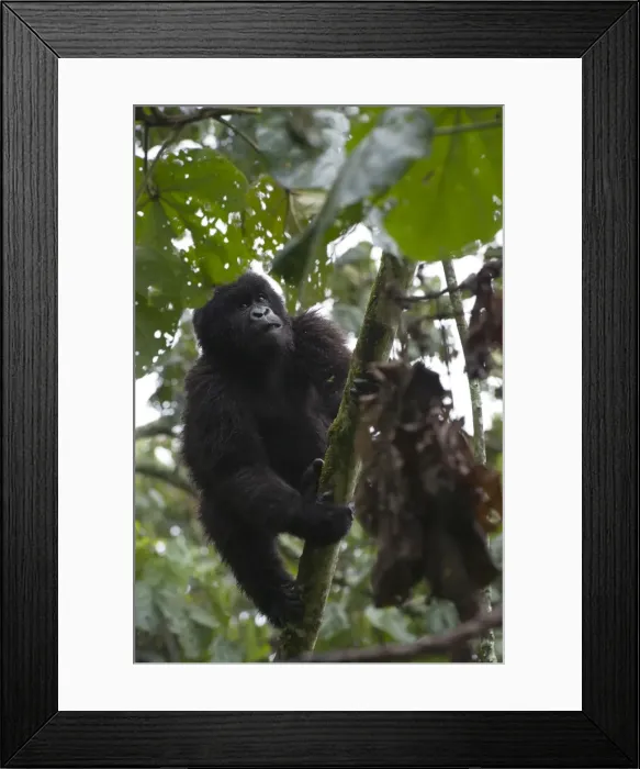 Framed Print : Picture No. 10895878