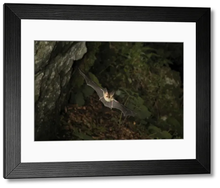 Framed Print : Picture No. 10894407 Framed Print : Picture No. 10894407