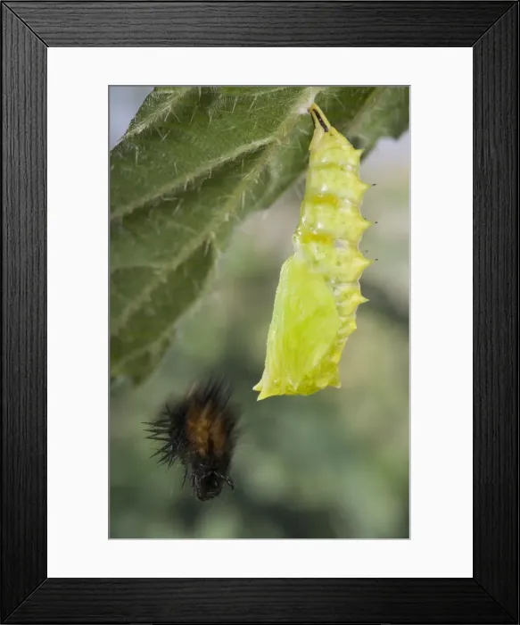 Framed Print : Picture No. 10896064 Framed Print : Picture No. 10896064