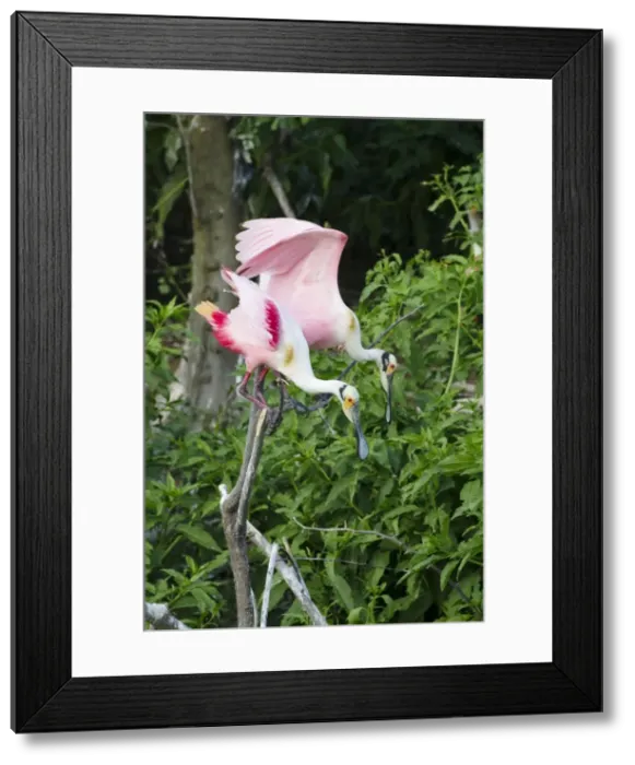 Framed Print : Picture No. 10892425 Framed Print : Picture No. 10892425