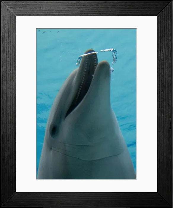 Framed Print : Picture No. 10892881