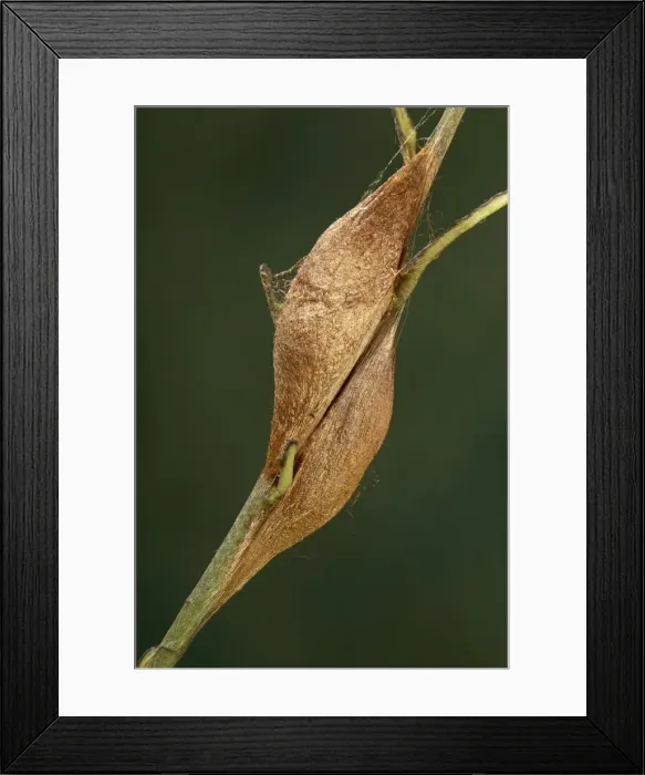 Framed Print : Picture No. 10896050